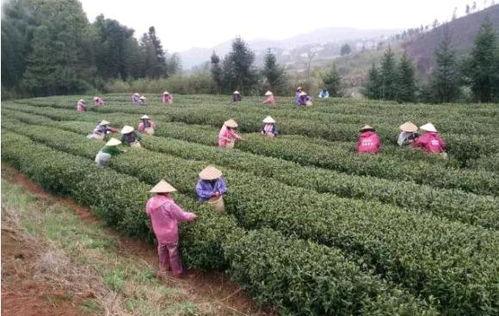 茶陵爆料最新消息,最新动态揭秘，热点事件追踪！  第2张